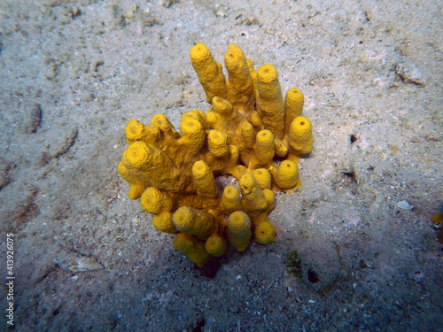 Chimney like sponge species in the Adriatic sea photo