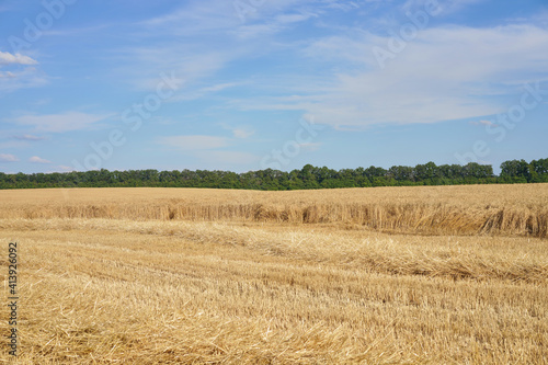 Wheat agricultural field with blue cloudy background Summer season harvesting