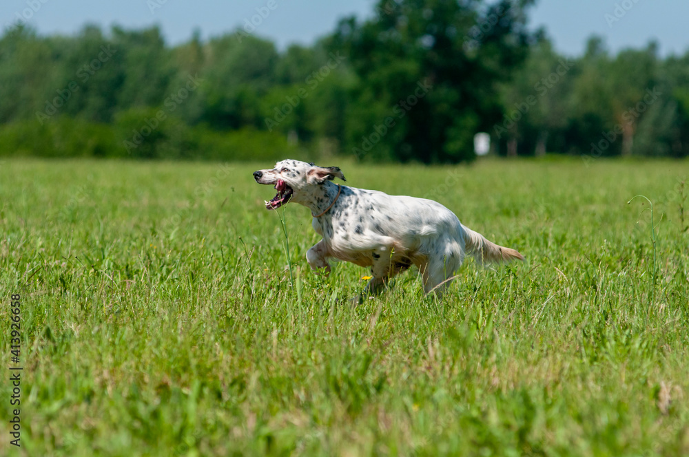 Tricolor English Setter dog is running at full speed. English Setter hunting in the field, elegant bird dog Tricolor English Setter dog is running at full speed. English Setter hunting in the field, elegant bird dog
