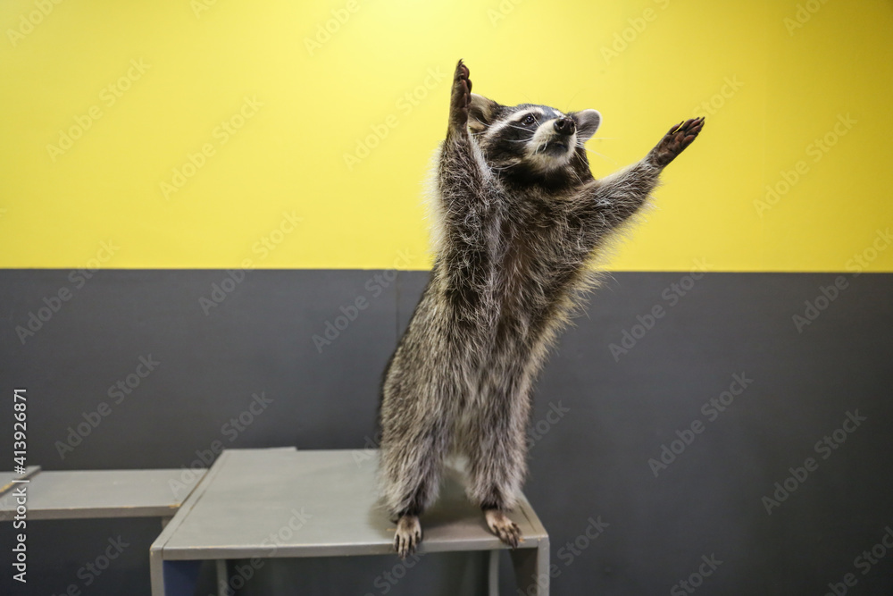funny raccoon raised its paws up - obrazy, fototapety, plakaty 