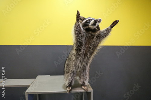 funny raccoon raised its paws up