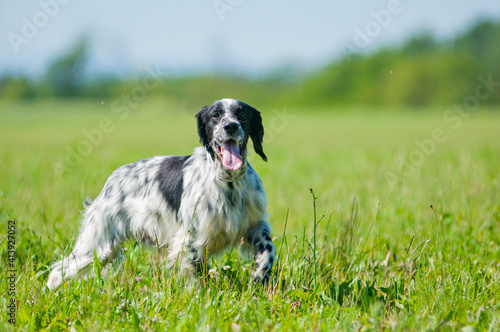 Black and white English Setter is walking on the green grass. Elegant long coat dog, nature