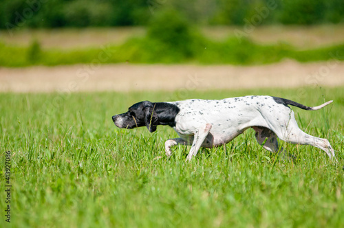 English Pointer dog is sniffing the air and pointing a bird. Close up shot of dog on point