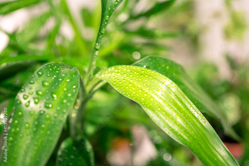 Water droplets on green leaves from house plant Water droplets on green leaves from house plant