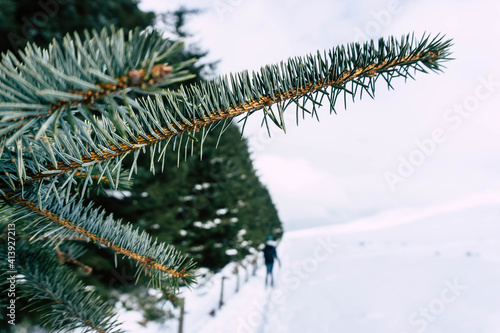 Closeup on pine tree branch in the snow.