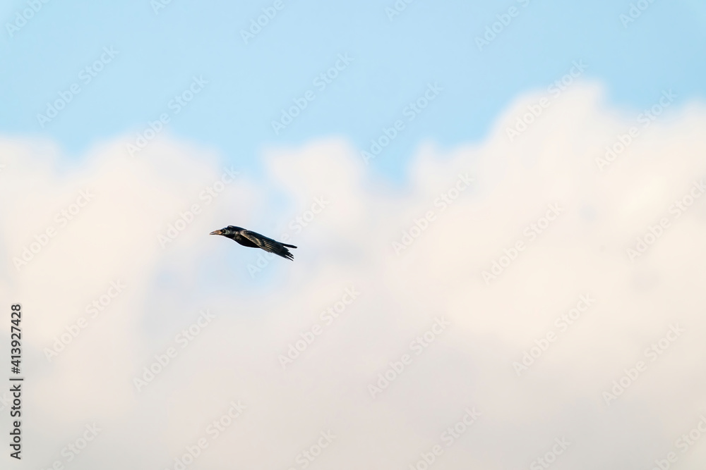 Fototapeta premium One crow flies in the blue dramatic sky in winter