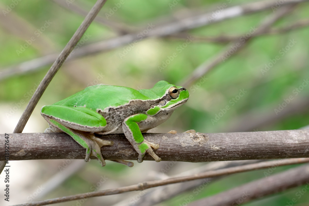 Beautiful Europaean Tree frog Hyla arborea Beautiful Europaean Tree frog Hyla arborea