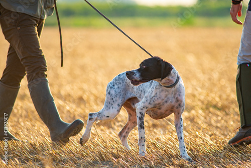 Elegant English Pointer on a leash