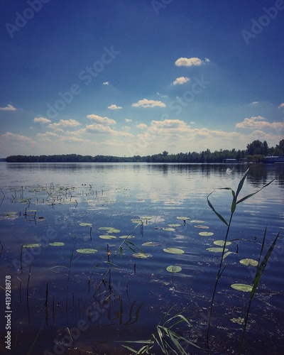 River with green plants in the summer photo