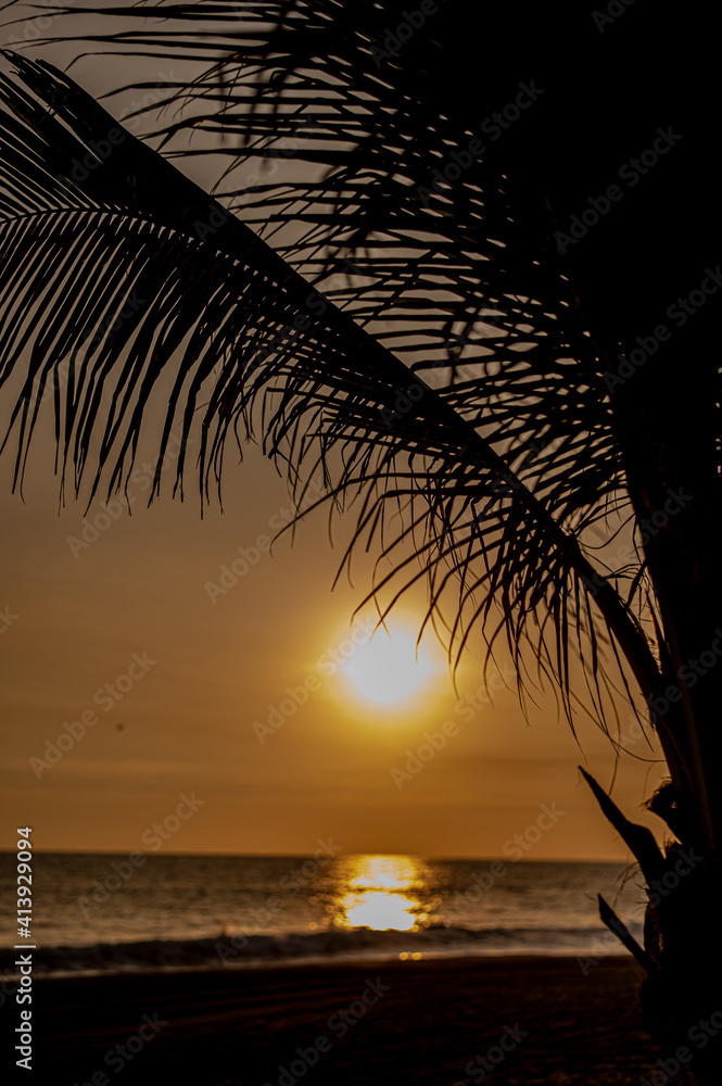 Fototapeta Palm leaf in front of beach sunset