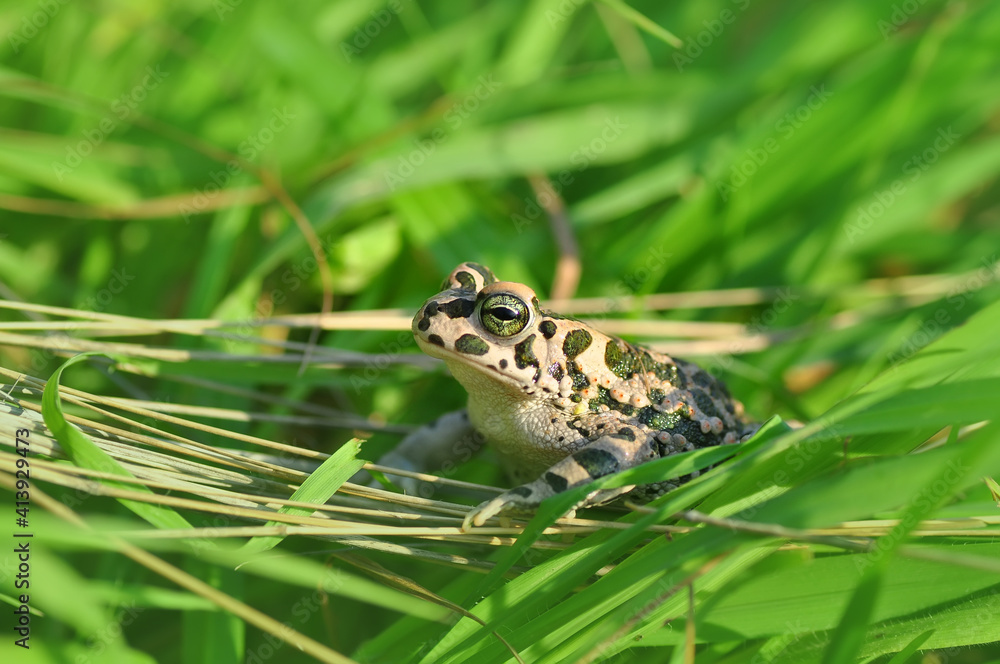 Obraz premium Green Toad in natural background