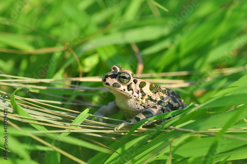 Green Toad in natural background 