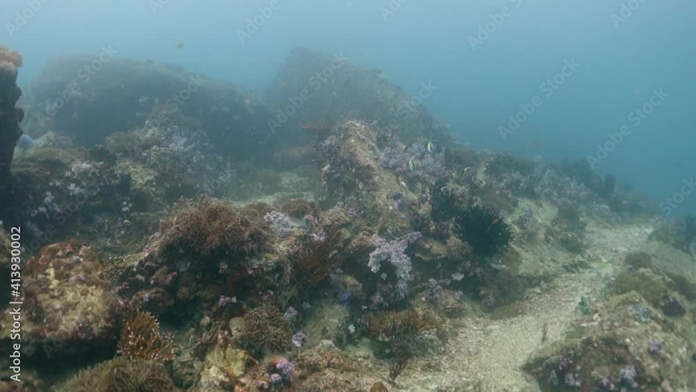 Two Pair Couples Longfin Bannerfish Graze Algae on Healthy Coral Reef Two Pair Couples Longfin Bannerfish Graze Algae on Healthy Coral Reef