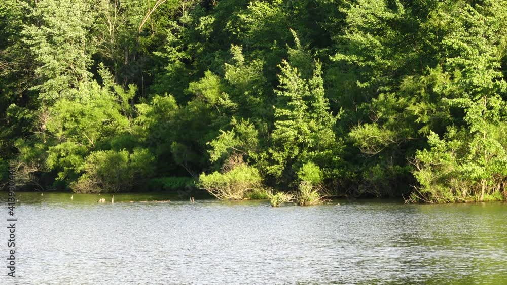 The lake shore lined with trees in the beautiful wilderness. The lake shore lined with trees in the beautiful wilderness.