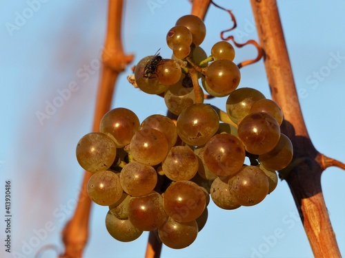 Reife helle glänzende Weintraube am Rebstock photo