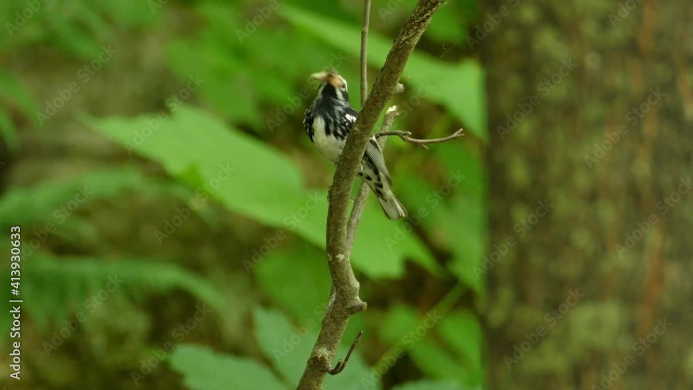 A black-and-white warbler with prey in beak on a branch in Ontario, Canada, static close up A black-and-white warbler with prey in beak on a branch in Ontario, Canada, static close up