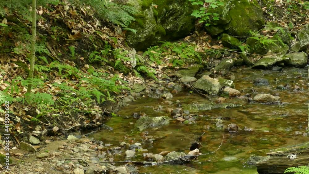 Panning shot of tranquil stream in wilderness with many rocks and plants. A wildlife Bird drinking water. Panning shot of tranquil stream in wilderness with many rocks and plants. A wildlife Bird drinking water.