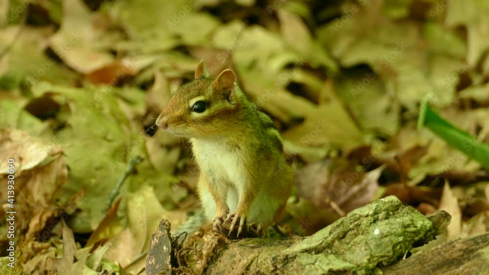 squirrel in the forest watching carefully squirrel in the forest watching carefully