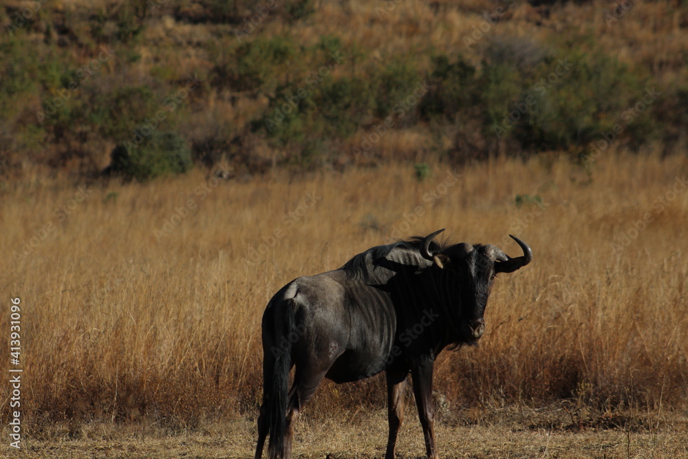 Fototapeta premium Wildebeest in Rietvlei Nature Reserve