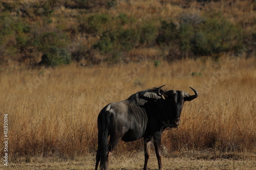 Fototapeta Naklejka Na Ścianę i Meble -  Wildebeest in Rietvlei Nature Reserve
