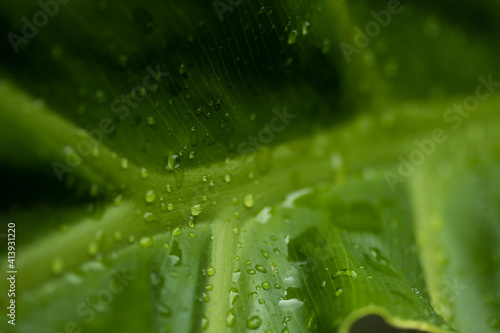 Green monstera or Philodendron selloum leaf with morning dew drops. concept of Fresh time with morning dew drops. selective focus photo