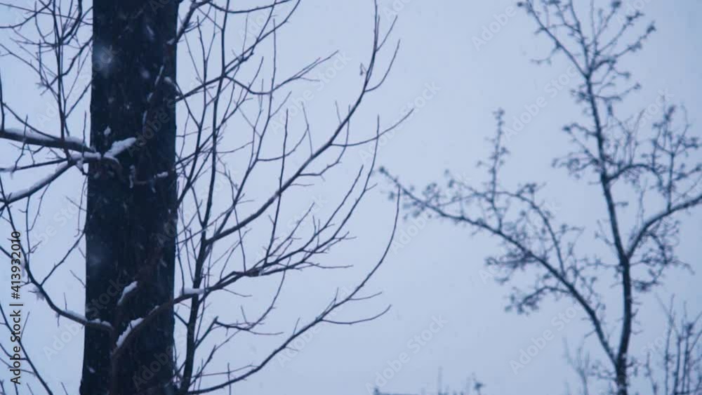 Snow Falling in Slow Motion in Winter by the trees Snow Falling in Slow Motion in Winter by the trees