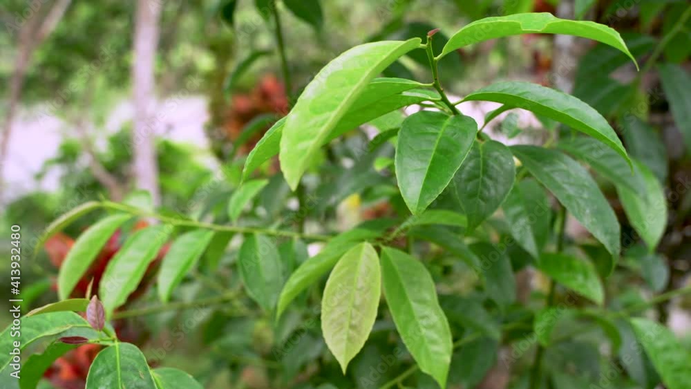 Bright lighting Guayusa Green Plant during sunny day in wild rainforest of South America. Steady close up with blurred background. Bright lighting Guayusa Green Plant during sunny day in wild rainforest of South America. Steady close up with blurred background.