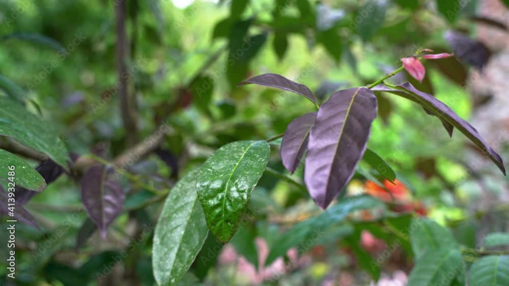 Growing Guayusa Tena Plant with purple colored leaves for tea production. Producing organic energy tea - Macro close up with bokeh effect. Growing Guayusa Tena Plant with purple colored leaves for tea production. Producing organic energy tea - Macro close up with bokeh effect.