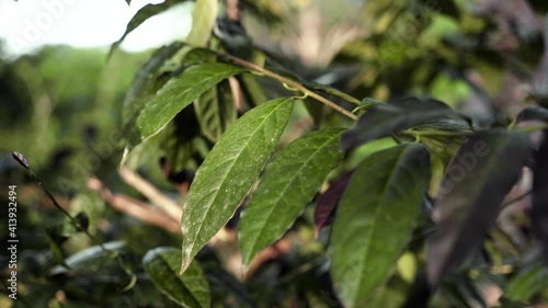 Macro footage of green ilex guayusa plant a species of tree of the holly genus, native to the Amazon Rainforest. Leaves of guayusa tree are dried and brewed like a tea for their stimulative effects. photo