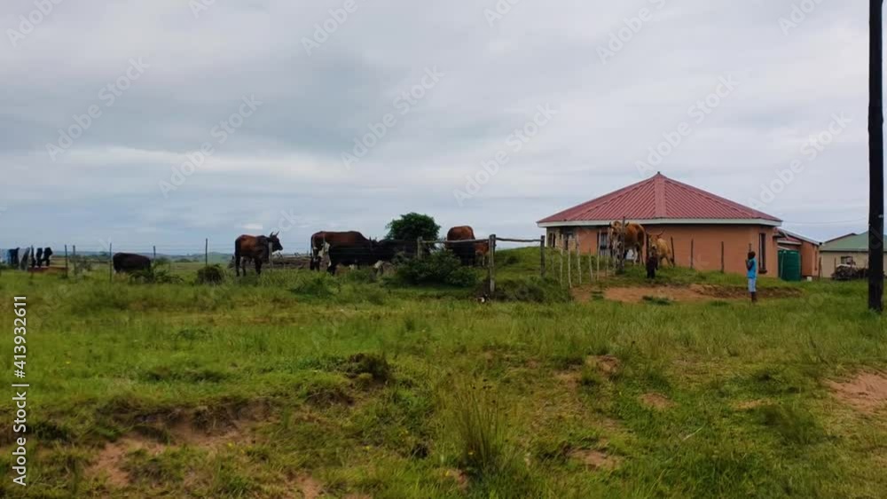 Pan shot of rural house with grazing cows on farm during cloudy day in South Africa. Pan shot of rural house with grazing cows on farm during cloudy day in South Africa.