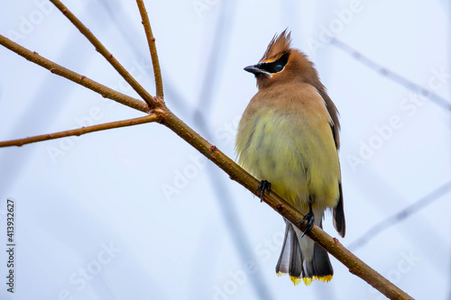 Cedar Waxwing Perched on a Branch on a Gloomy Day photo