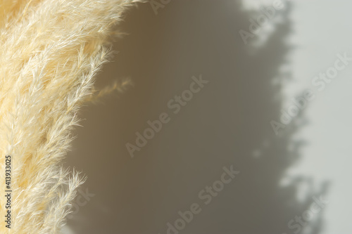 Pampas grass natural abstract background. Neutral tone, fashionable natural shadows, beige sand natural shades for designs. Fluffy grass macrophotography. Modern trendy interior decor. Copy space