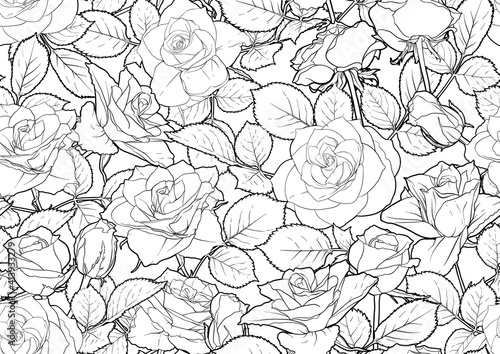 Seamless pattern with roses flowers. Outline vector illustration. In black and white, isolated on white background.