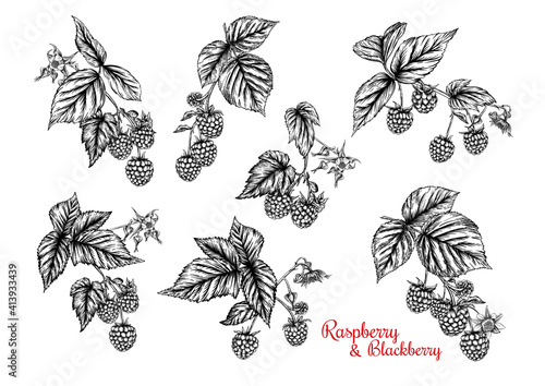 Raspberry and Blackberry. Ripe berries on branch. Clip art, set of elements for design Graphic drawing, engraving style. Vector illustration..