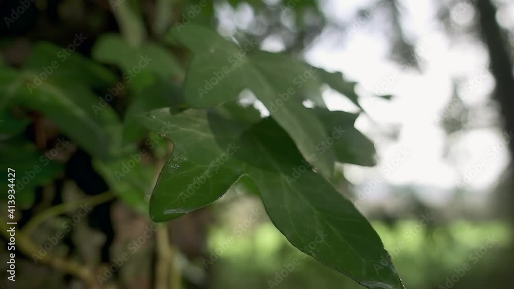 Bindweed plant leaf in close up sliding shot in forest background Bindweed plant leaf in close up sliding shot in forest background