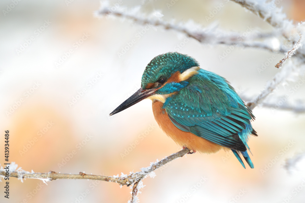 Fototapeta premium Eisvogel (Alcedo atthis)
