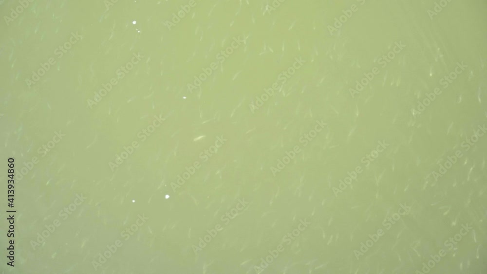 groups of tiny fish swim underwater by the beach coast shore groups of tiny fish swim underwater by the beach coast shore
