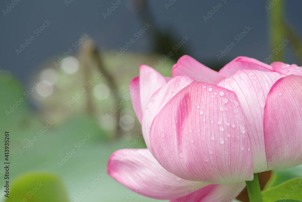 Fototapeta premium 雨に濡れる蓮