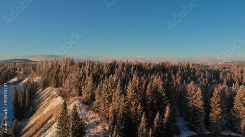 Aerial shot of frosty white winter evergreen trees revealing the Rocky Mountains in the distance during the morning sunrise in the foothills of Alberta