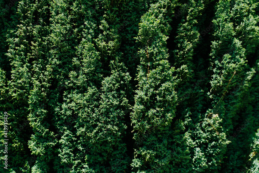 A close-up of juniper bushes on a sunny day.