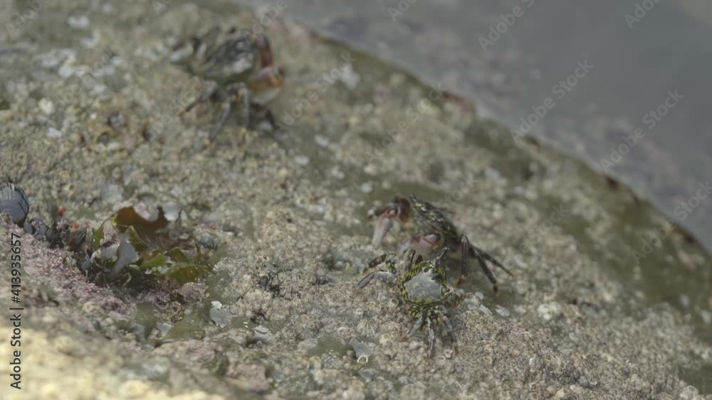 Close Up of Large Crab Bullying Small Crab Close Up of Large Crab Bullying Small Crab