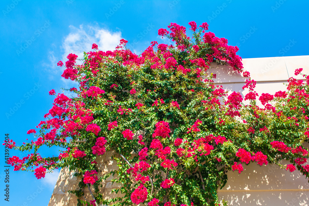 Obraz premium Blooming bougainvillea