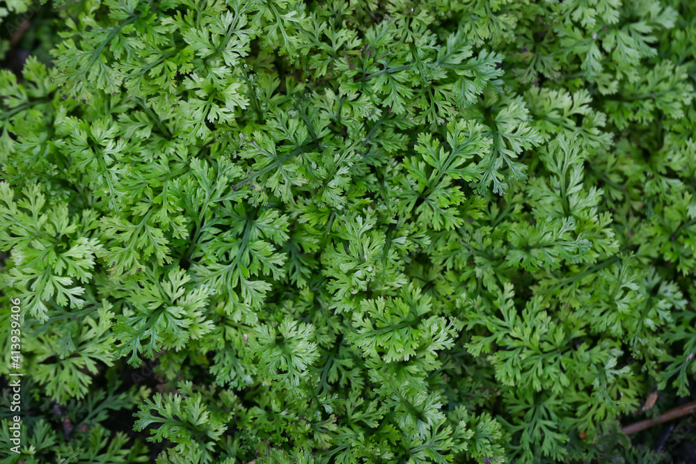 Green background image of Garden selaginella. Green background image of Garden selaginella.