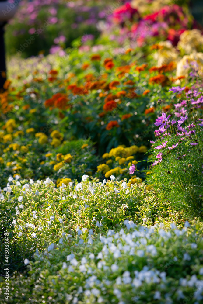 Obraz premium The colorful flowers are planted beautifully in the botanical garden. vertical image