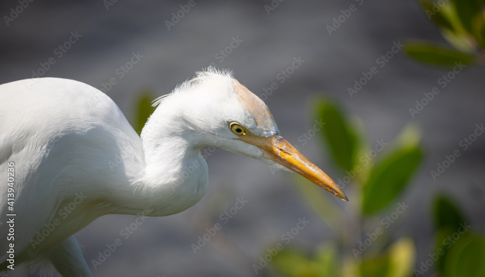 Very cutte cattle egret looking for food Very cutte cattle egret looking for food