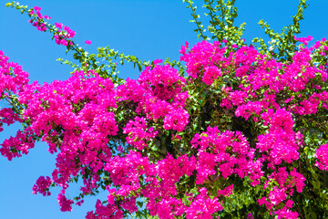 Leinwandbilder Rosa Blooming bougainvillea  © Myroslava
