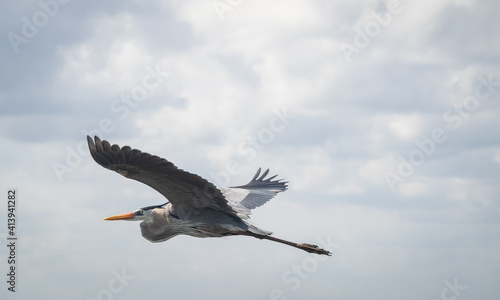 Great blue heron bird in flight © robitaillee