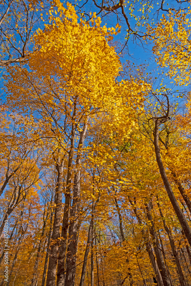 Dramatic Yellows Reaching High Into the Sky Dramatic Yellows Reaching High Into the Sky