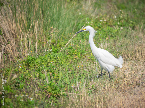 Snowy egret fishing near water © robitaillee