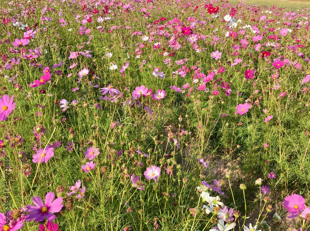 field of pink flowers